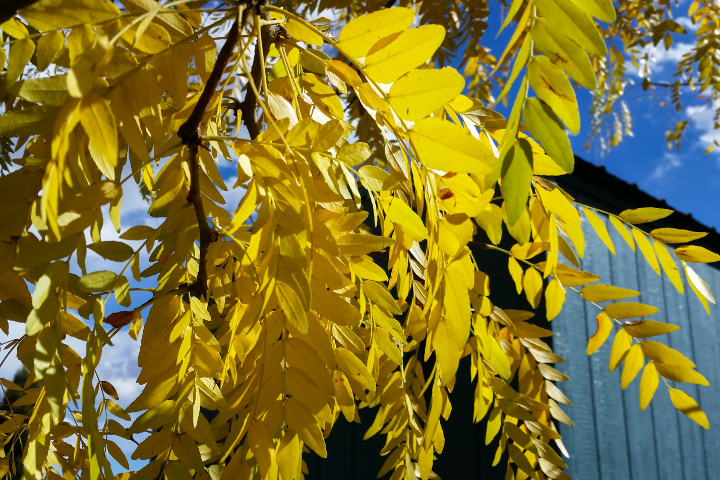Thornless Honeylocust